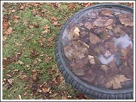 Ice on our birdbath