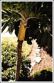 Florida's Royal Palm