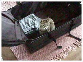Stowaway to Moscow